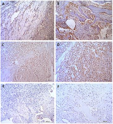 Frontiers | Canine osteosarcoma in comparative oncology: Molecular